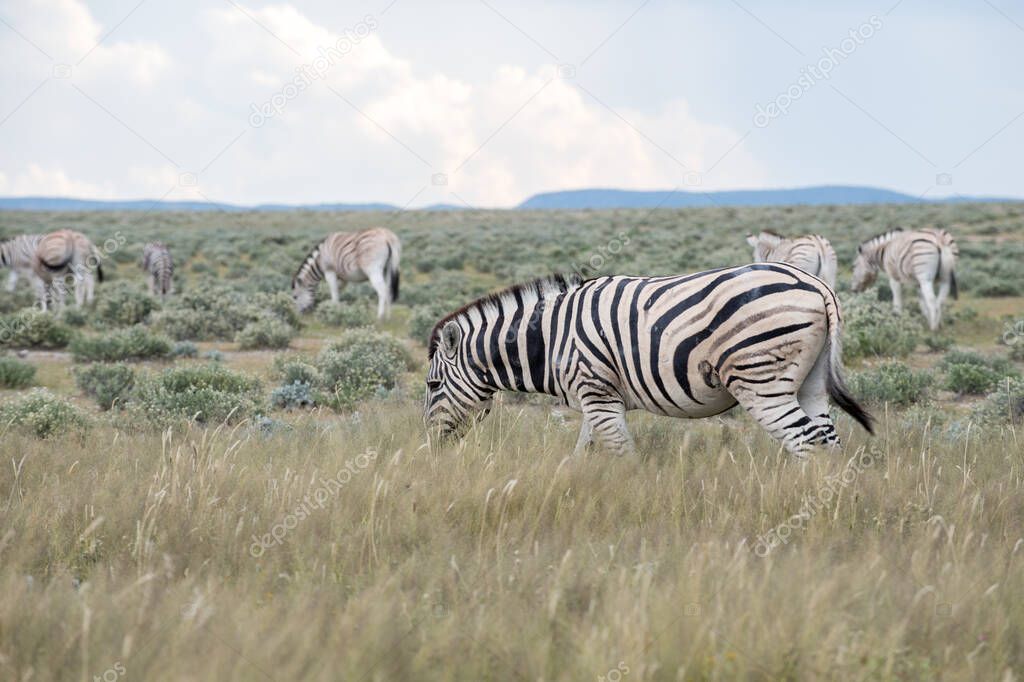 A plains (Burchells) zebra (Equus burchelli), Etosha National Park, Namibia