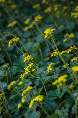 Sarı çiçekler yeşil arka planda