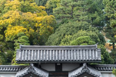 Arka planda antik bir bina olan sonbahar ağacı manzarası, Japonya. Doğa ve modern yapı kavramı.