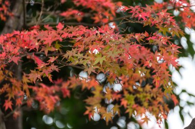 Japon akçaağaç yaprakları güneş ışığında sonbahar yaprakları.