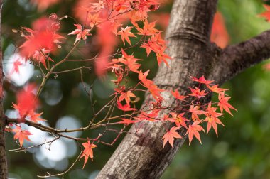 Japon akçaağaç yaprakları güneş ışığında sonbahar yaprakları.