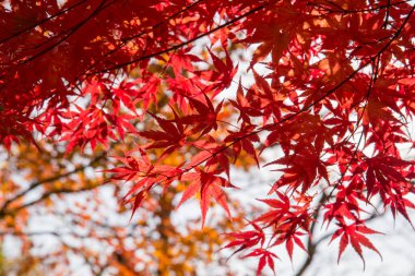 Japon akçaağaç yaprakları güneş ışığında sonbahar yaprakları.