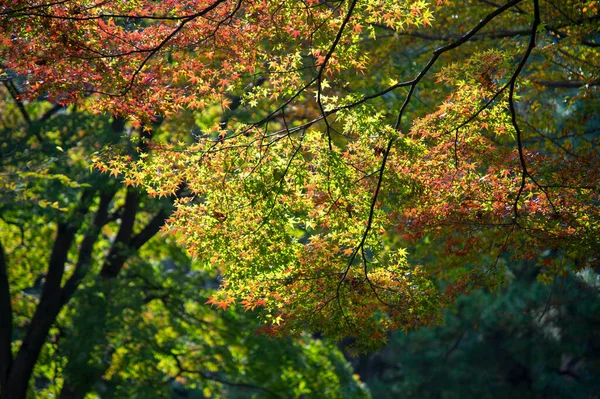 Las Hojas Otoñales Del Arce Japonés Día Del Sol — Foto de Stock