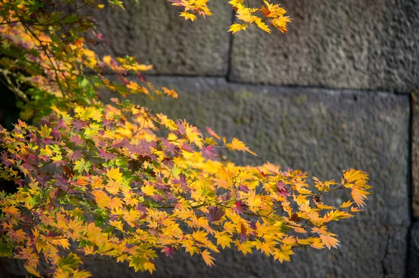 Feuilles Automne Érable Sur Une Branche Sur Fond Ancien Mur — Photo