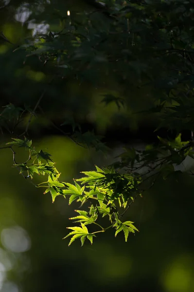 Mjuka Nya Gröna Blad Japansk Lönn Solsken Dag Silhuett Syn — Stockfoto