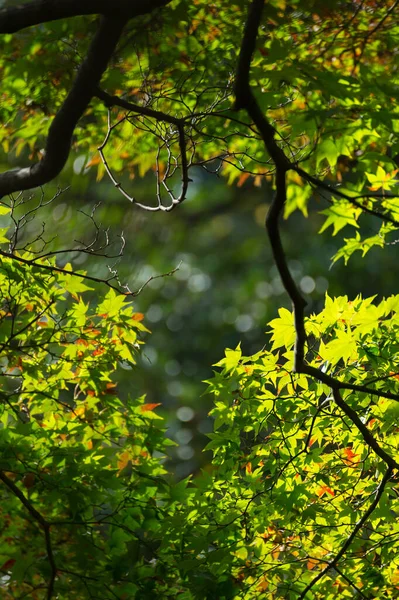 Folhas Verdes Novas Suaves Bordo Japonês Dia Sol Vista Silhueta — Fotografia de Stock