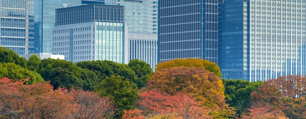 Вид Дерево Осені Сучасним Будинком Задньому Плані Японія Концепція Природи — стокове фото