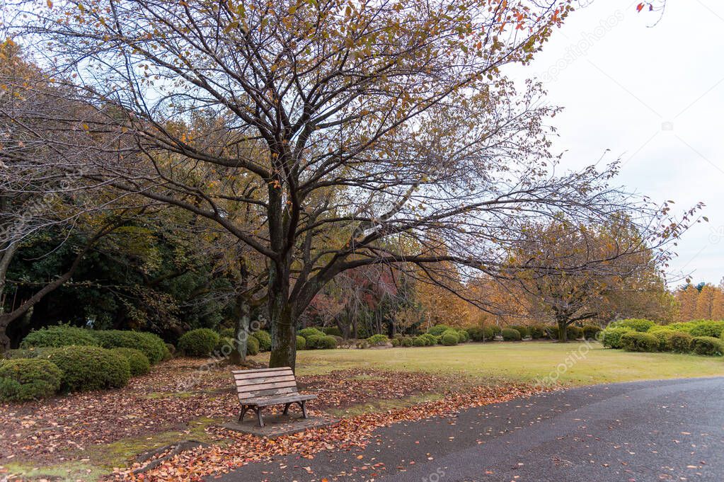 Autumn in the Shinjuku Park, Tokyo, Japa