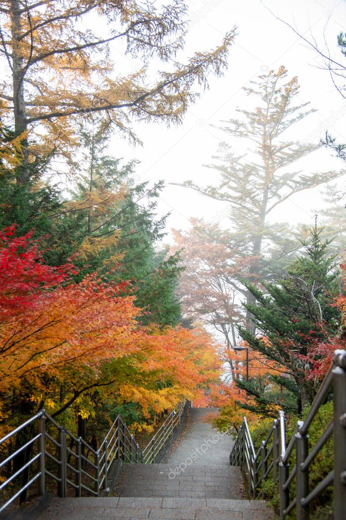 Autumn scene at entrance to Arakura Sengen Shrine, the path leading to the Chureito Pagoda