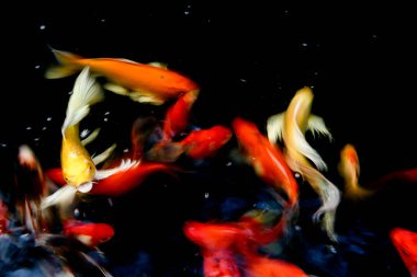 Süslü sazan balığı havuzunun bulanık arkaplanı.