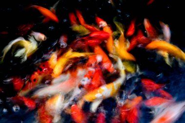 Süslü sazan balığı havuzunun bulanık arkaplanı.