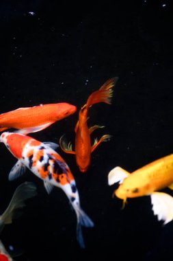 Süslü sazan balığı havuzunun bulanık arkaplanı.