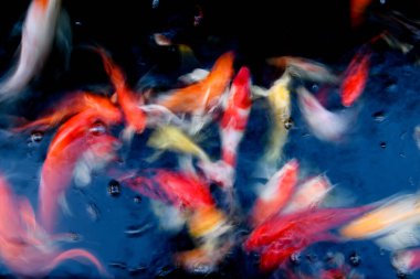 Süslü sazan balığı havuzunun bulanık arkaplanı.