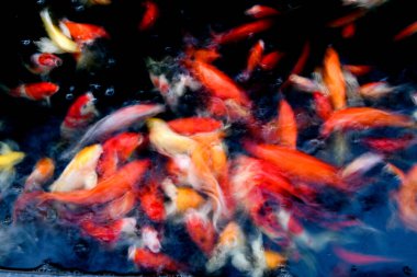 Süslü sazan balığı havuzunun bulanık arkaplanı.