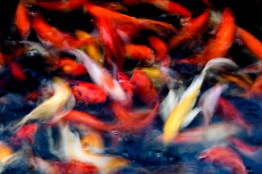 Süslü sazan balığı havuzunun bulanık arkaplanı.