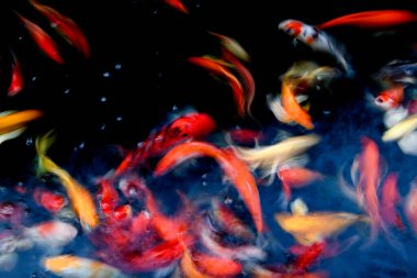 Süslü sazan balığı havuzunun bulanık arkaplanı.