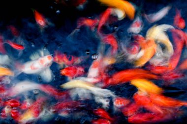 Süslü sazan balığı havuzunun bulanık arkaplanı.