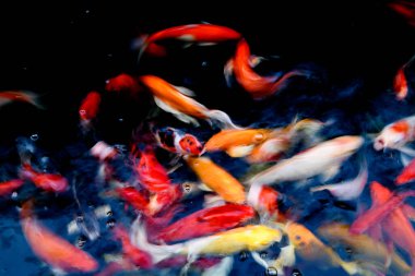 Süslü sazan balığı havuzunun bulanık arkaplanı.