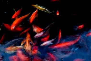 Süslü sazan balığı havuzunun bulanık arkaplanı.