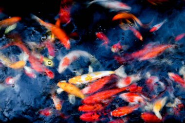 Süslü sazan balığı havuzunun bulanık arkaplanı.