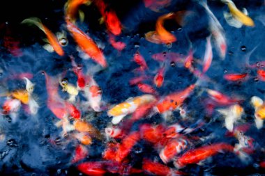 Süslü sazan balığı havuzunun bulanık arkaplanı.