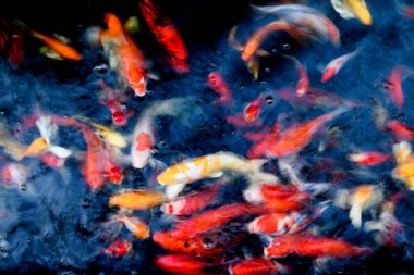 Süslü sazan balığı havuzunun bulanık arkaplanı.