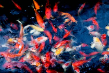 Süslü sazan balığı havuzunun bulanık arkaplanı.