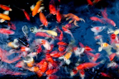 Süslü sazan balığı havuzunun bulanık arkaplanı.