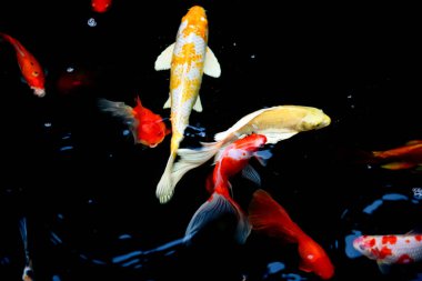 Süslü sazan balığı havuzunun bulanık arkaplanı.