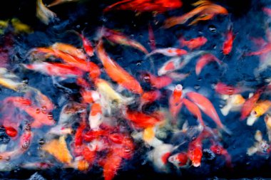 Süslü sazan balığı havuzunun bulanık arkaplanı.