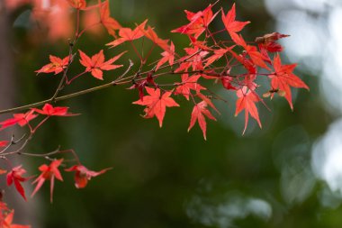 Japon akçaağaç yaprakları güneş ışığında sonbahar yaprakları.