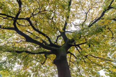 Gingko ağacının altından sonbaharda sarıya döndü