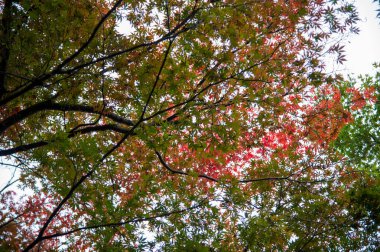 Japon akçaağaç yaprakları güneş ışığında sonbahar yaprakları.