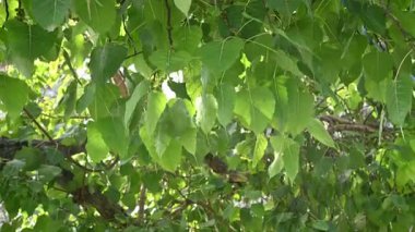 Bodhi yaprağı yeşil kalp ağaç doğası açık hava güneş ışığı yaz yeşilliği dokusu barışçıl taze çevre doğal bitki büyüme dalı arka plan ekoloji orman gölgesi tropikal sağlıklı