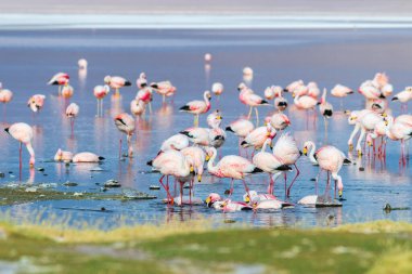Serene flamingo sürüsü güzel Laguna Colorada Bolivya 'da yürüyor.