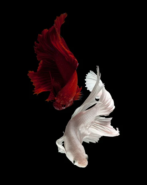 Red & White siamese fighting fish