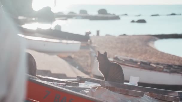 Gato no barco. Gato de olhos verdes tigre engraçado sentado em um barco de pesca e olha para o mar. Gato marinheiro. Gato vadio bonito refrigerando em um dia ensolarado. Um animal fofo na praia. Pescadores barco estacionamento. — Vídeo de Stock