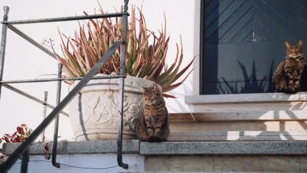 Três gatos sentados nas escadas do alpendre. Gatos de olhos verdes tigre engraçado saindo nas escadas em um dia ensolarado. Os irmãos bonitos do gato vadio apreciam o sol morno perto da porta azul. Animal fofo na aldeia — Vídeo de Stock