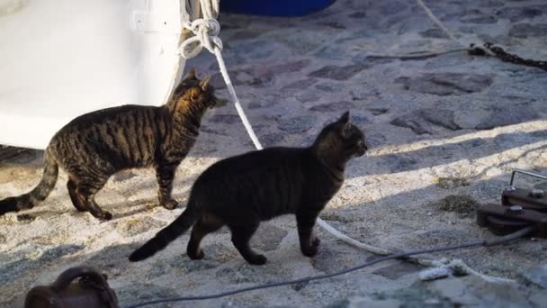 Katter på båtparkering. Roliga tigergröna kattsyskon som hänger nära fiskebåten. Seglarkatter. Söta herrelösa katter som chillar en solig dag. Fluffiga djur på stranden. — Stockvideo