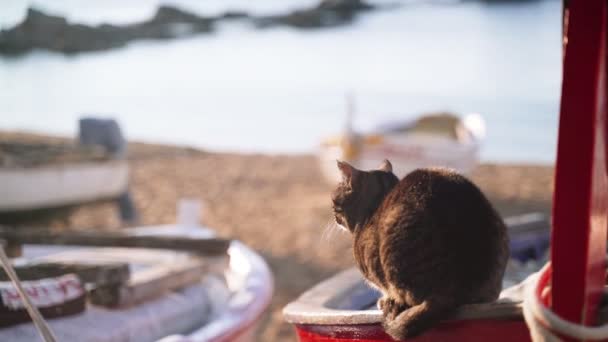 Katt på båten. Rolig tiger grönögd katt sitter på en fiskebåt och ser ut över havet. Segelkatt. Söt herrelös katt som chillar en solig dag. Fluffigt djur på stranden. Fiskare båt parkering. — Stockvideo