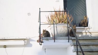 Verandanın merdivenlerinde oturan üç kedi. Güneşli bir günde merdivenlerde takılan komik yeşil gözlü kaplan. Şirin sokak kedisi kardeşler mavi kapının yanında sıcak güneşin tadını çıkarırlar. Köydeki tüylü hayvan