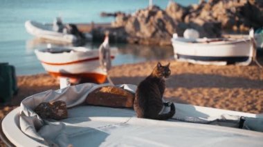 Teknedeki kedi. Bir balıkçı teknesinde oturup denize bakan komik yeşil gözlü kaplan. Denizci kedi. Güneşli bir günde ürperen sevimli sokak kedisi. Kumsaldaki tüylü hayvan. Balıkçılar tekne parkı.