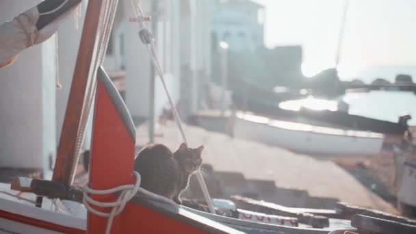 Kat op de boot. Grappige tijger groenoog kat zittend op een vissersboot en kijkt uit op zee. Zeeman kat. Leuke zwerfkat aan het chillen op een zonnige dag. pluizig dier op het strand. Vissersboten parkeren. — Stockvideo