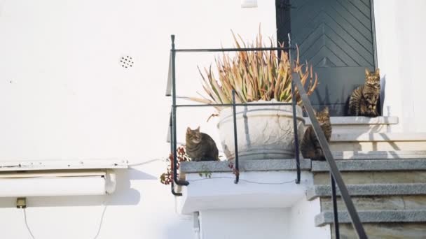 Três gatos sentados nas escadas do alpendre. Gatos de olhos verdes tigre engraçado saindo nas escadas em um dia ensolarado. Os irmãos bonitos do gato vadio apreciam o sol morno perto da porta azul. Animal fofo na aldeia — Vídeo de Stock