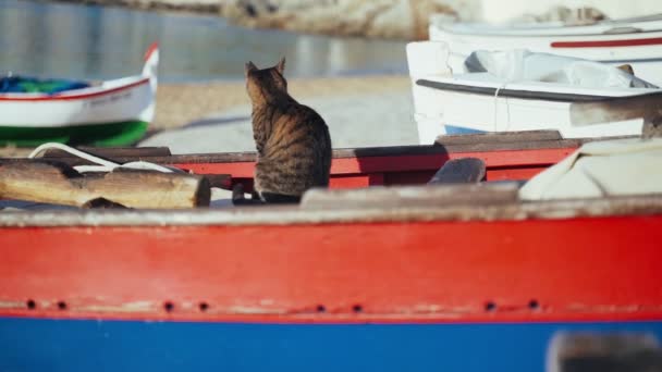 Kot na łodzi. Śmieszny tygrys zielonooki kot siedzący na łodzi rybackiej i wychodzący na morze. Marynarski kot. Słodki bezpański kot chłodzący się w słoneczny dzień. Puszyste zwierzę na plaży. Parking dla łodzi rybackiej. — Wideo stockowe