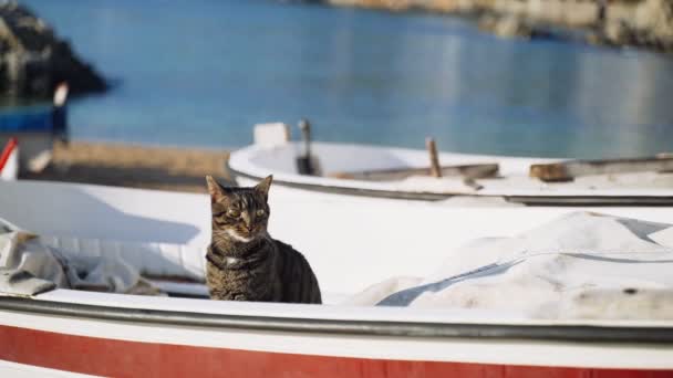 Teknedeki kedi. Bir balıkçı teknesinde oturup denize bakan komik yeşil gözlü kaplan. Denizci kedi. Güneşli bir günde ürperen sevimli sokak kedisi. Kumsaldaki tüylü hayvan. Balıkçılar tekne parkı. — Stok video