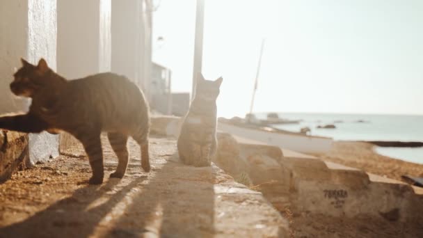 Három macska a tengernél. Vicces tigris zöld szemű macska testvérek lógnak a halászhajó mellett. Matróz macskák. Aranyos kóbor macskák lazulnak egy napsütéses napon. Bolyhos állatok a parton. Gilden fény. — Stock videók