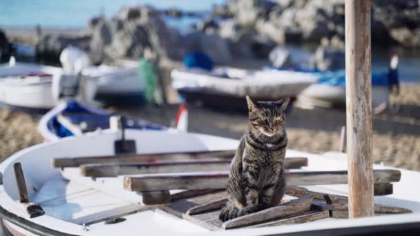 Katt på båten. Rolig tiger grönögd katt sitter på en fiskebåt och ser ut över havet. Segelkatt. Söt herrelös katt som chillar en solig dag. Fluffigt djur på stranden. Fiskare båt parkering. — Stockvideo