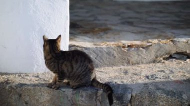Deniz kenarında üç kedi. Komik kaplan yeşil gözlü kedi kardeşler balıkçı teknesinin yanında takılıyorlar. Denizci kediler. Güneşli bir günde ürperen sevimli sokak kedileri. Kumsaldaki tüylü hayvanlar. Gilden ışığı.