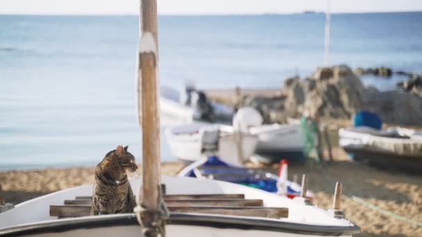 Gato no barco. Gato de olhos verdes tigre engraçado sentado em um barco de pesca e olha para o mar. Gato marinheiro. Gato vadio bonito refrigerando em um dia ensolarado. Um animal fofo na praia. Pescadores barco estacionamento. — Vídeo de Stock